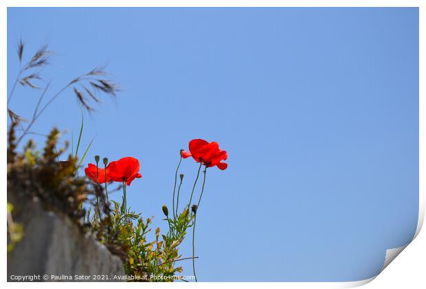 Red poppy flower on the rocks Print by Paulina Sator