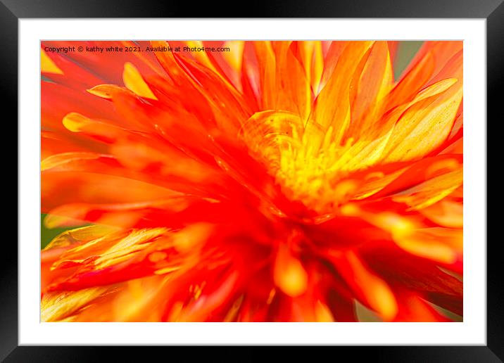 Dahlia flower fire with in Framed Mounted Print by kathy white
