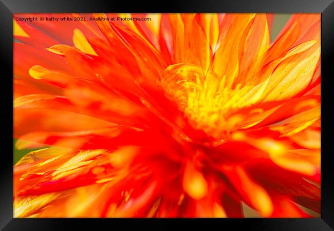 Dahlia flower fire with in Framed Print by kathy white