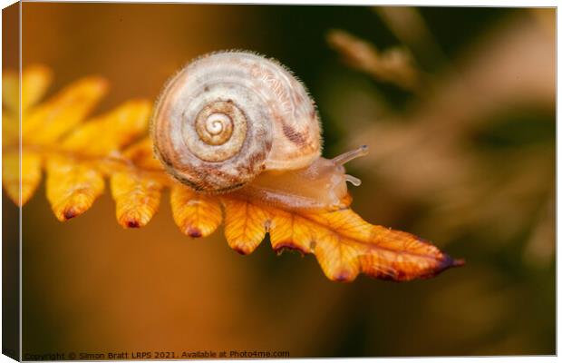 Small cute snail on golden fern leaf Canvas Print by Simon Bratt LRPS