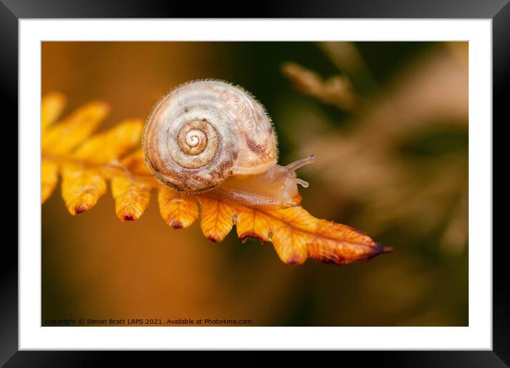 Small cute snail on golden fern leaf Framed Mounted Print by Simon Bratt LRPS