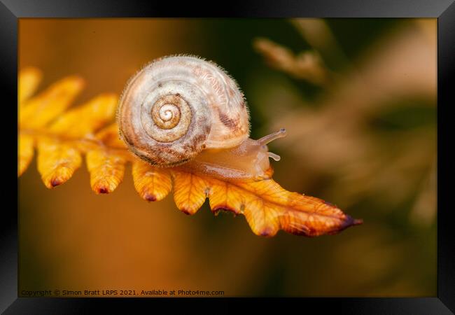 Small cute snail on golden fern leaf Framed Print by Simon Bratt LRPS