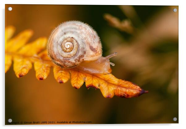 Small cute snail on golden fern leaf Acrylic by Simon Bratt LRPS