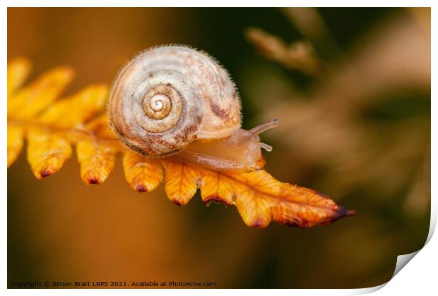 Small cute snail on golden fern leaf Print by Simon Bratt LRPS