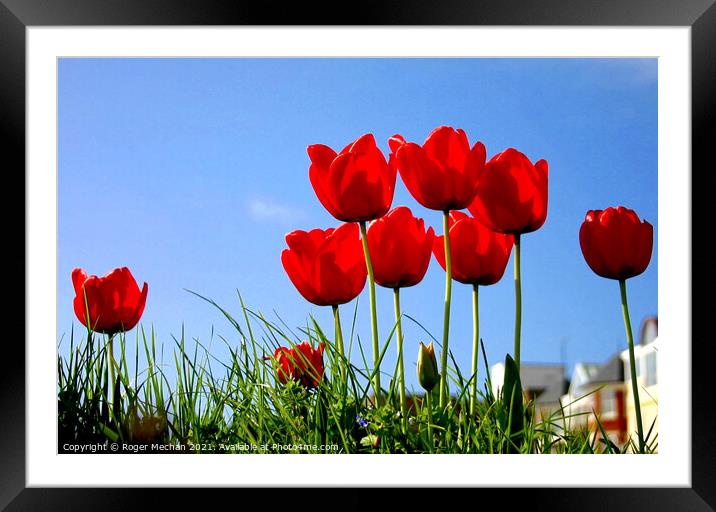Blooming Red Tulips Framed Mounted Print by Roger Mechan