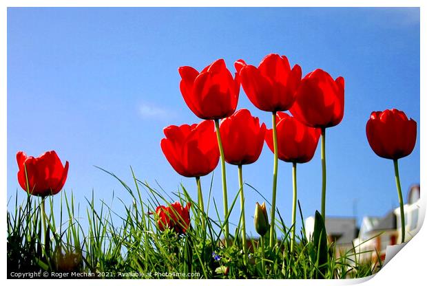 Blooming Red Tulips Print by Roger Mechan