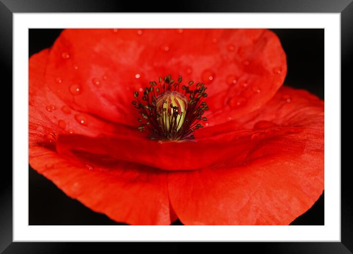Poppy Red Framed Mounted Print by Sharon Johnstone