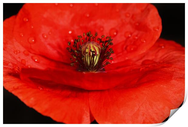 Poppy Red Print by Sharon Johnstone