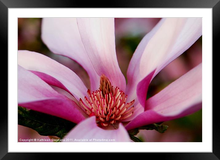 Magnolia Heart Framed Mounted Print by Kathleen Stephens