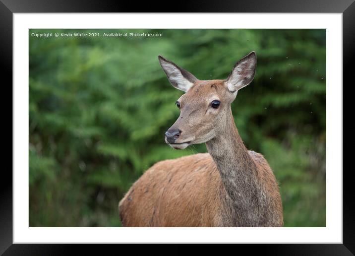 Cute Deer Framed Mounted Print by Kevin White