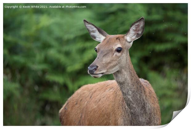 Cute Deer Print by Kevin White