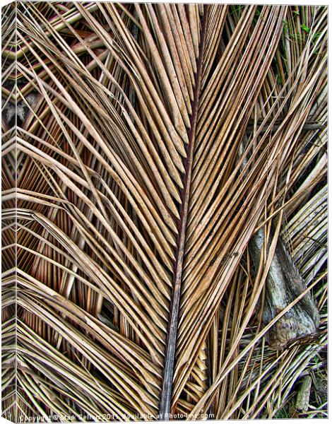 Fallen Palm Fronds Canvas Print by Mark Sellers
