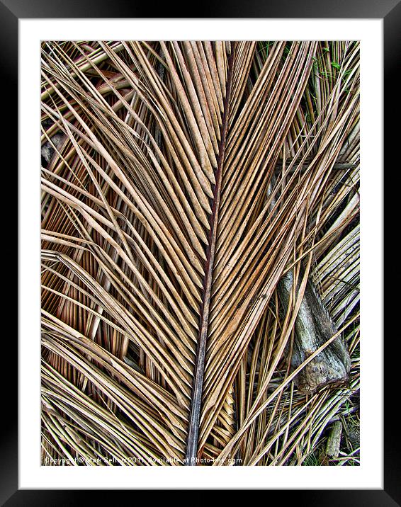 Fallen Palm Fronds Framed Mounted Print by Mark Sellers