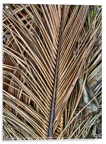 Fallen Palm Fronds Acrylic by Mark Sellers