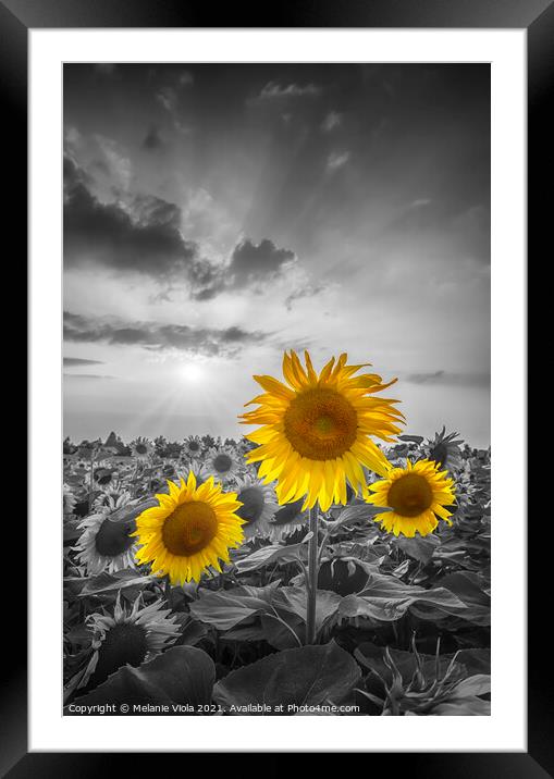 Sunset with gorgeous yellow pop sunflowers Framed Mounted Print by Melanie Viola