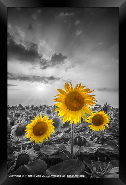 Sunset with gorgeous yellow pop sunflowers Framed Print by Melanie Viola
