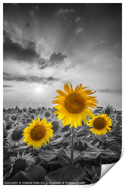 Sunset with gorgeous yellow pop sunflowers Print by Melanie Viola