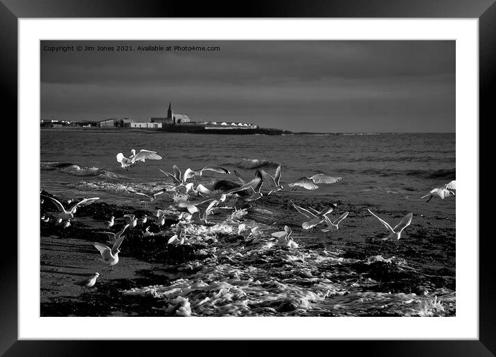 Seagulls feeding amongst the kelp - B&W Framed Mounted Print by Jim Jones