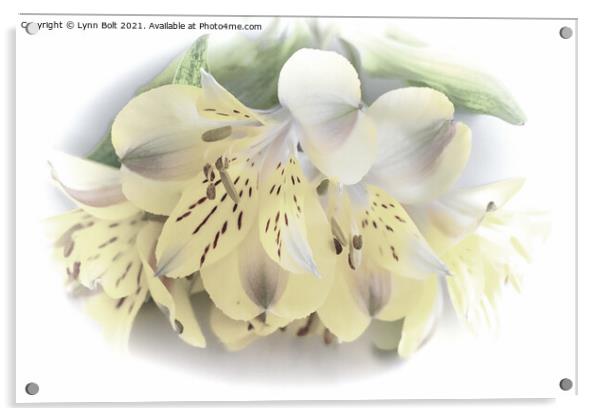 Yellow Alstroemeria Acrylic by Lynn Bolt