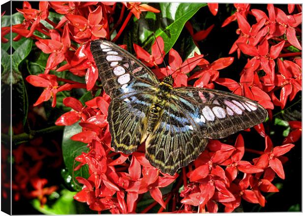 Butterfly of Red Flowers Canvas Print by Mark Sellers