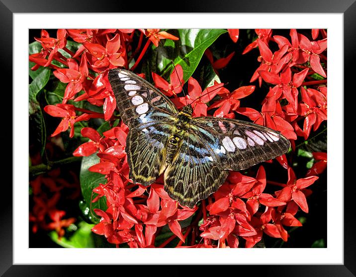 Butterfly of Red Flowers Framed Mounted Print by Mark Sellers