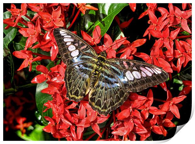 Butterfly of Red Flowers Print by Mark Sellers
