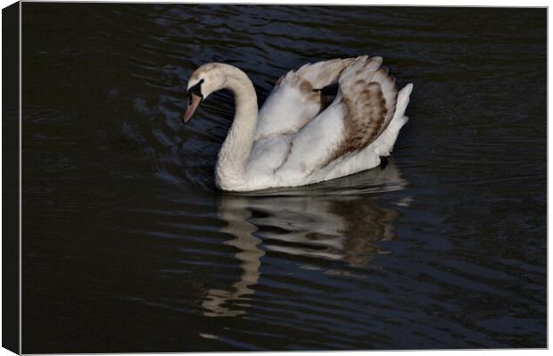 Young Mute Swan Canvas Print by Jeremy Hayden