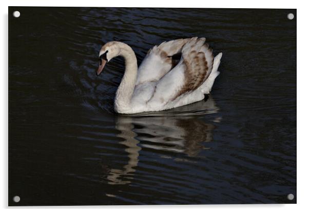 Young Mute Swan Acrylic by Jeremy Hayden
