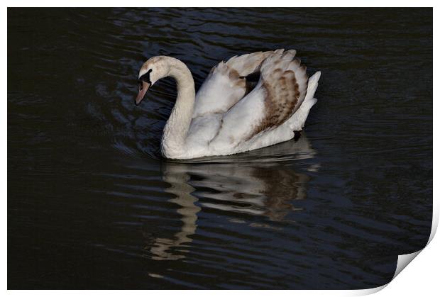 Young Mute Swan Print by Jeremy Hayden