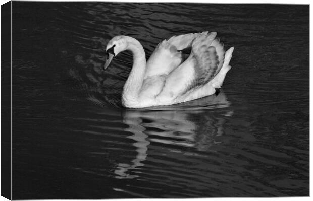 Young Mute Swan BW Canvas Print by Jeremy Hayden
