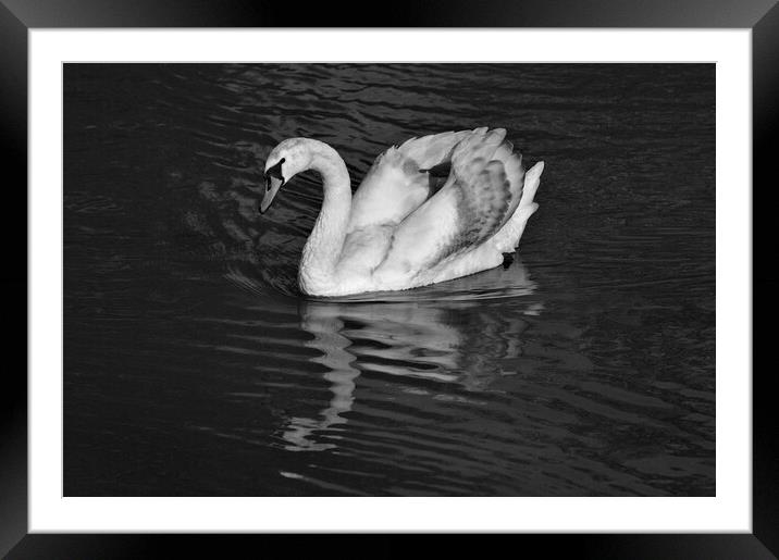 Young Mute Swan BW Framed Mounted Print by Jeremy Hayden
