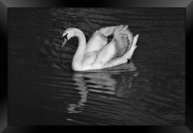 Young Mute Swan BW Framed Print by Jeremy Hayden