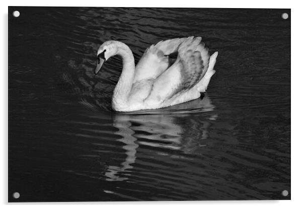Young Mute Swan BW Acrylic by Jeremy Hayden