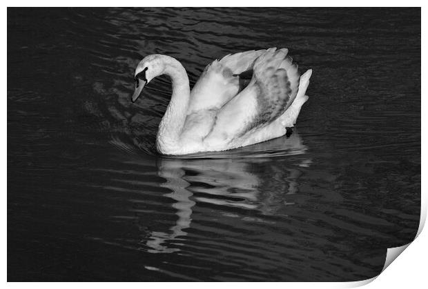 Young Mute Swan BW Print by Jeremy Hayden