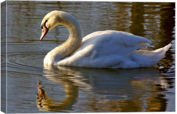 Swan in the Morning Light Canvas Print by Jeremy Hayden