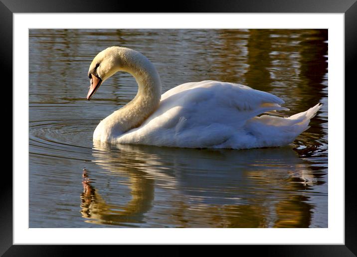 Swan in the Morning Light Framed Mounted Print by Jeremy Hayden