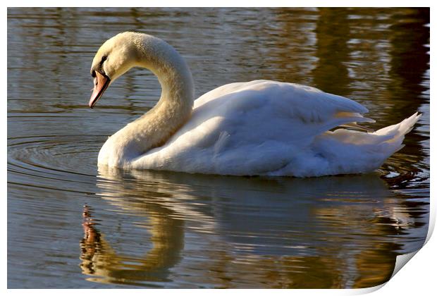 Swan in the Morning Light Print by Jeremy Hayden