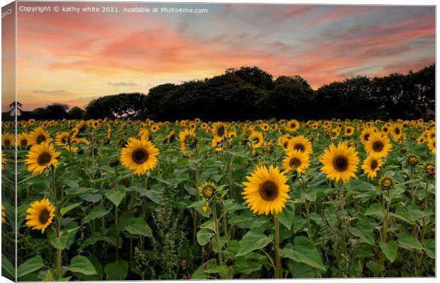 sunflowers ,Cornish sunflowers at sunset,sunflower Canvas Print by kathy white