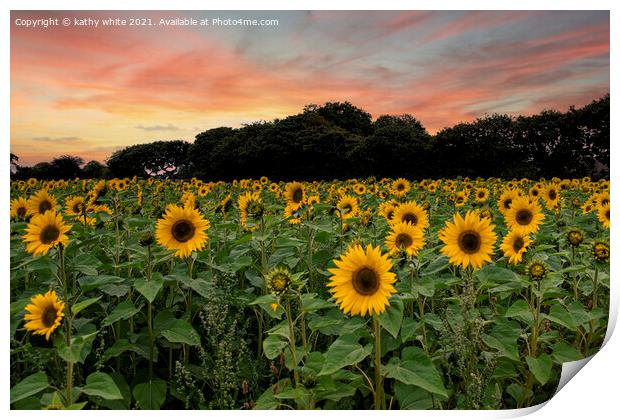 sunflowers ,Cornish sunflowers at sunset,sunflower Print by kathy white