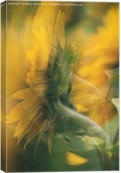 Cornish sunflower in the wind Canvas Print by kathy white