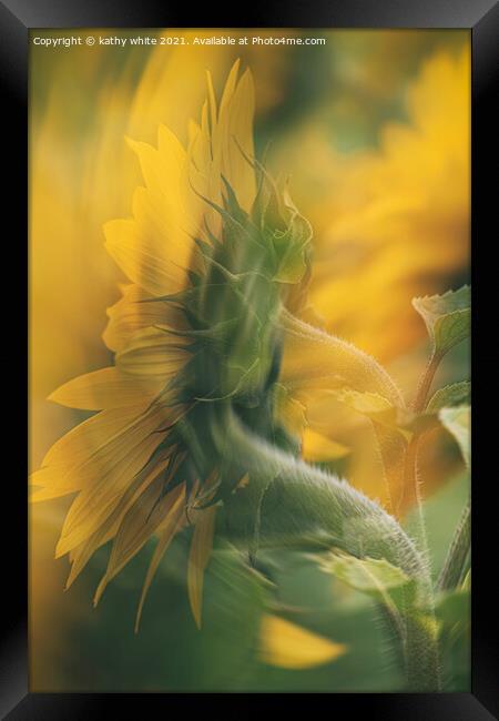 Cornish sunflower in the wind Framed Print by kathy white