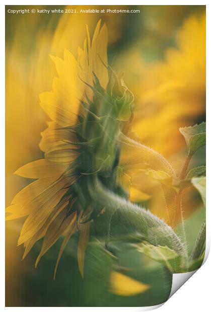 Cornish sunflower in the wind Print by kathy white
