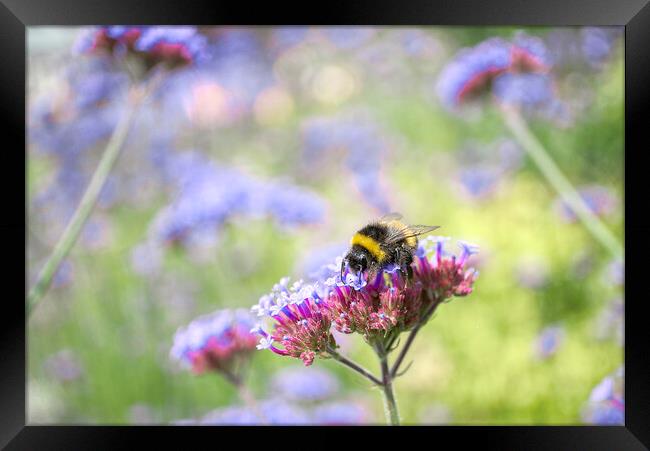 Bee on Verbena Framed Print by Alison Chambers