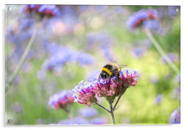 Bee on Verbena Acrylic by Alison Chambers