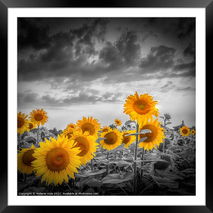 Yellow color pop sunflowers Framed Mounted Print by Melanie Viola
