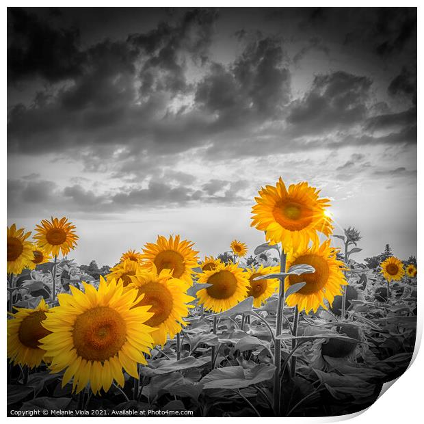 Yellow color pop sunflowers Print by Melanie Viola