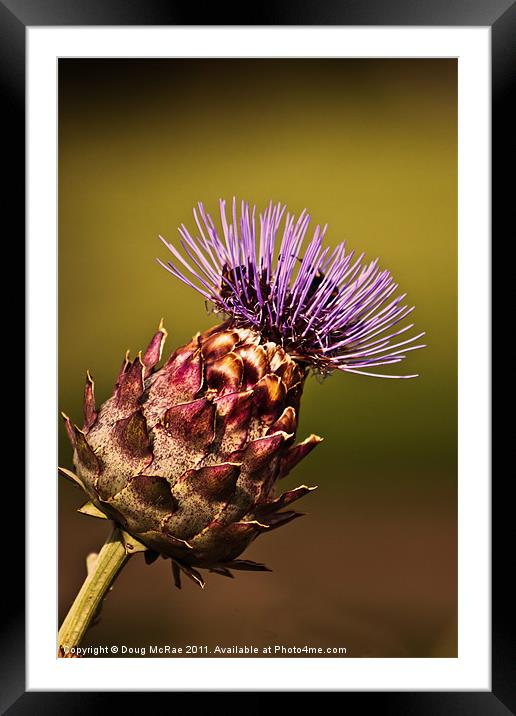Thistle Framed Mounted Print by Doug McRae