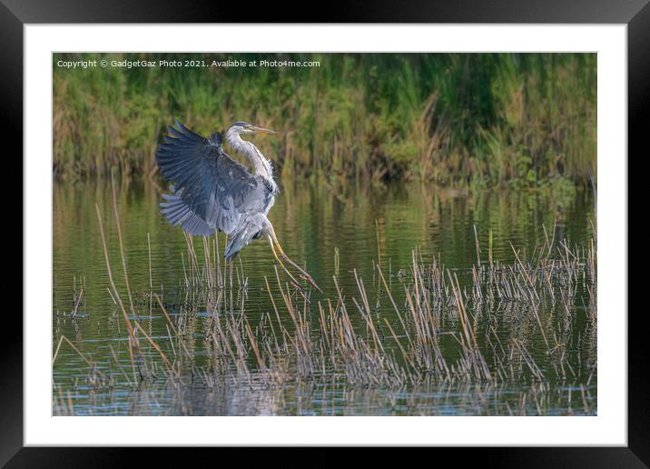 A Grey Heron landing Framed Mounted Print by GadgetGaz Photo