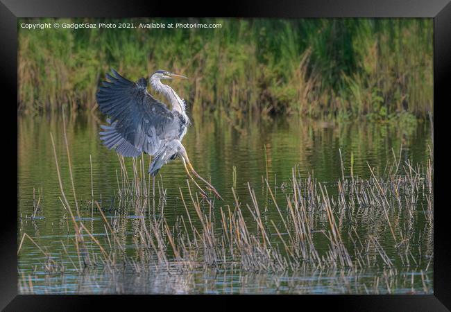 A Grey Heron landing Framed Print by GadgetGaz Photo