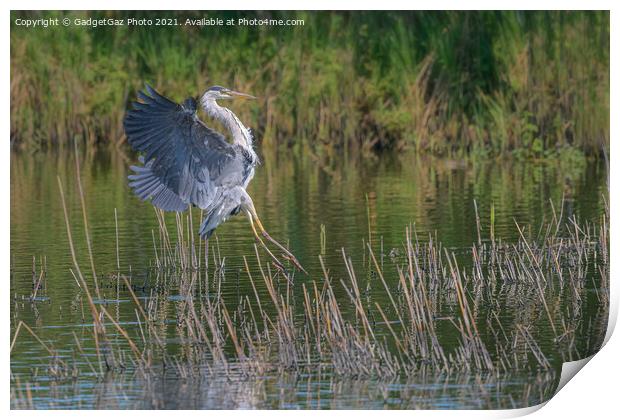 A Grey Heron landing Print by GadgetGaz Photo